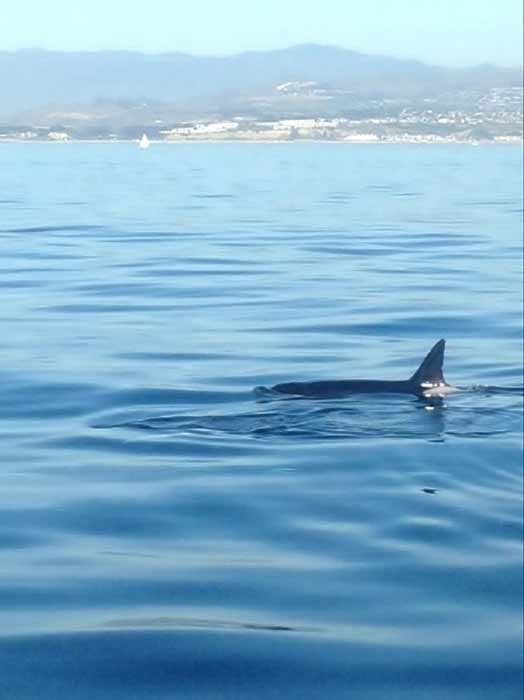 In a rare sight for whale watchers, a pod of...