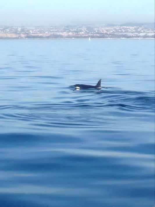 In a rare sight for whale watchers, a pod of...