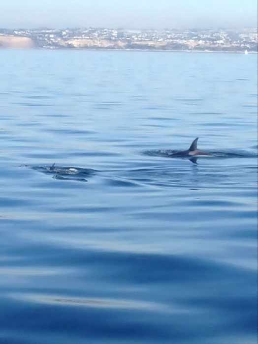 In a rare sight for whale watchers, a pod of...
