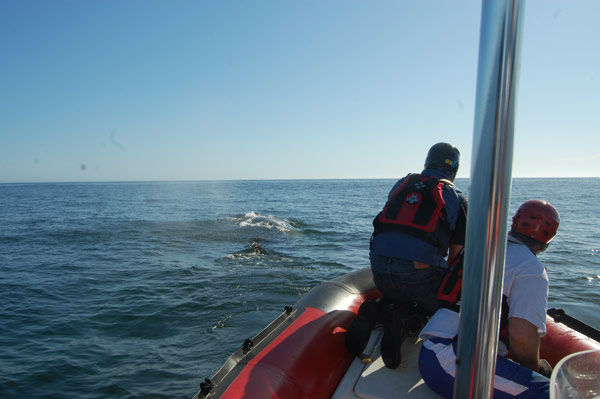 Crews worked to rescue a gray whale entangled in...
