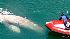 A Sea World team removed rope from a whales tail in Dana Point Harbor. The whale went out to sea shortly thereafter.