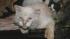 Authorities seized more than 100 cats from a...