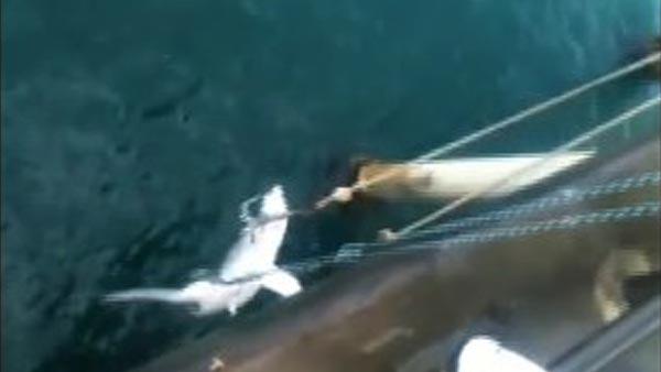 Frilled Shark Habitat