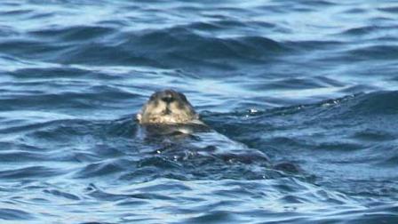 A group of whale-watchers caught a glimpse of a sea otter on Monday, a rare sighting in Southern California.