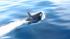 In a rare sight for whale watchers, a pod of...