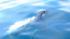 In a rare sight for whale watchers, a pod of...