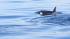 In a rare sight for whale watchers, a pod of...