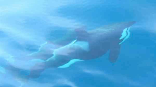 In a rare sight for whale watchers, a pod of killer whales was spotted swimming off Dana Point on Tuesday, Jan. 3, 2011.