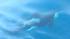 In a rare sight for whale watchers, a pod of...