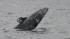 Gray whales were spotted off the Orange County coast on Monday, March 5, 2012.