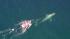 Crews worked to rescue a gray whale entangled in...