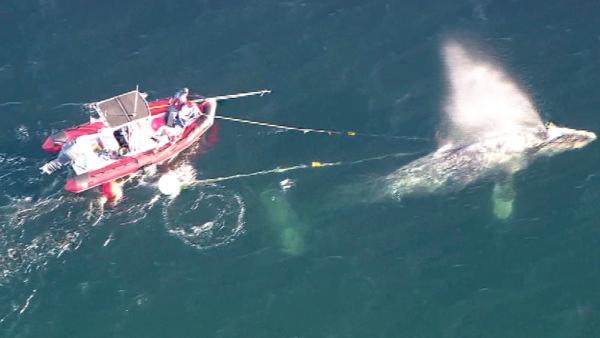 Crews worked to rescue a gray whale entangled in a fishing line off the coast of San Onofre on Tuesday, April 17, 2012.