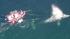 Crews worked to rescue a gray whale entangled in...