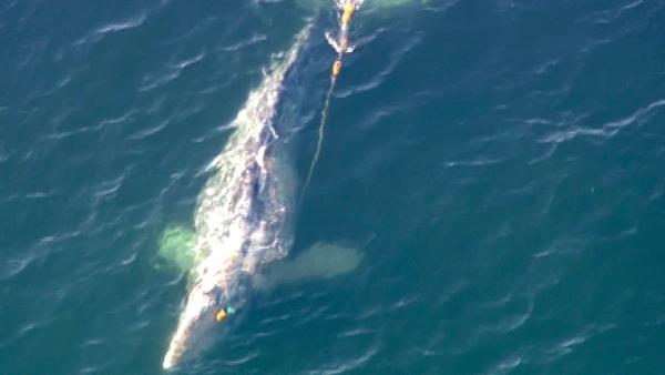 Crews worked to rescue a gray whale entangled in a fishing line off the coast of San Onofre on Tuesday, April 17, 2012.