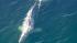 Crews worked to rescue a gray whale entangled in...