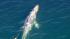 Crews worked to rescue a gray whale entangled in...
