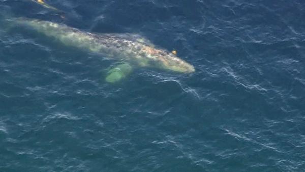 Crews worked to rescue a gray whale entangled in fishing line off the coast of San Onofre on Tuesday, April 17, 2012.