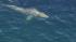 Crews worked to rescue a gray whale entangled in...