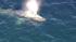 Crews worked to rescue a gray whale entangled in...