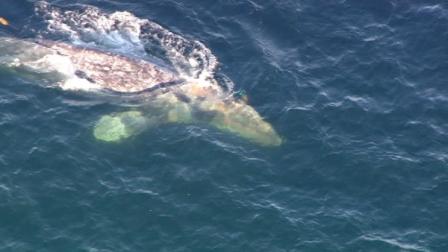 Crews worked to rescue a gray whale entangled in a fishing line off the coast of San Onofre on Tuesday, April 17, 2012.