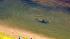 A wayward dolphin was seen swimming in circles...