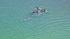 At least five other dolphins were seen swimming...