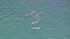 According to officials, the dolphin swam...