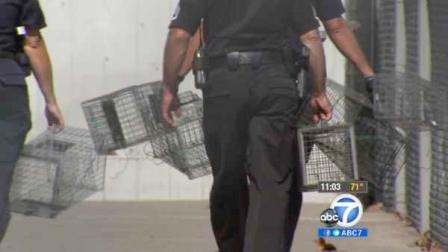 Officials hold feral cat traps near two Orange County schools, where theyre trying to stop the spread of typhus, a potentially fatal disease.