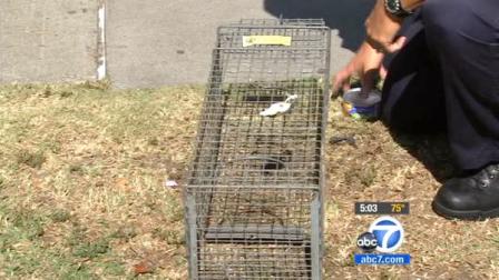 A trap aimed at catching feral cats in Orange County is shown in this undated file photo.