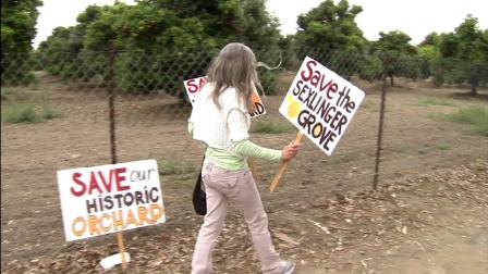Santa Ana has designated a nearly century-old orange grove, seen in this photo from Wednesday, June 20, 2012, as historic to stop or delay development.