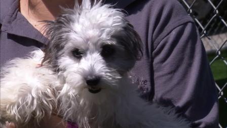 More than two dozen dogs were abandoned in two crates at a Laguna Hills park in May 2012.