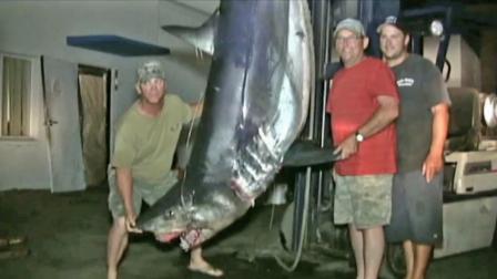 Some fishermen managed to pull in a shark weighing over 900 pounds off the coast of Dana Point on Thursday, Aug. 30, 2012.