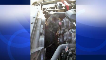 A dog that was found on the engine of a Chevy truck after a 110-mile trip is seen in this undated file photo. The dog was unharmed and has been nicknamed Chevy.