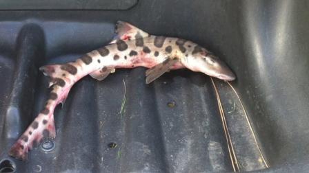 A 2-foot leopard shark was found at the San Juan Hills Golf Course in Orange County.