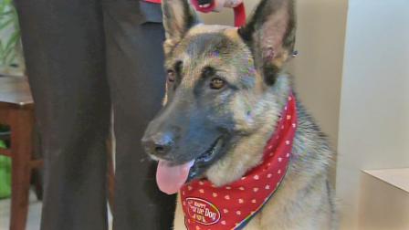 Piper the German Shepherd is seen.