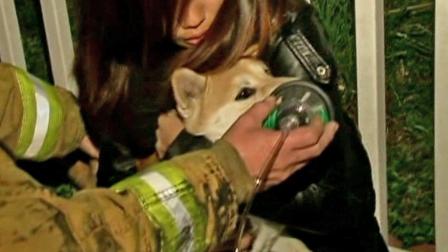 An Anaheim family and their pet were rescued by firefighters when their house caught fire on Friday, Dec. 21, 2012.
