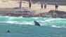Several new mother gray whales and their young calves swim off the Orange County coast in Laguna Beach in this April 2013 still image from footage by Dana Wharf Whale Watching.