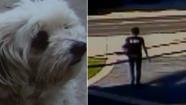A Tustin familys dog, Bubba-Lulu, was allegedly taken from their home by a woman in broad daylight.