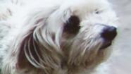 A Tustin familys dog, Bubba-Lulu, was allegedly taken from their home by a woman in broad daylight.