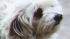 A Tustin familys dog, Bubba-Lulu, was allegedly taken from their home by a woman in broad daylight.