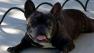 Andre, a French Bulldog, was stolen from a home in Huntington Beach on Thursday, July 26, 2013.