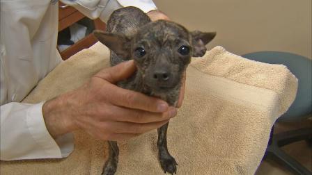 Daisy, a young Chihuahua that was found abused in Westminster, is seen in this October 2013 photo.