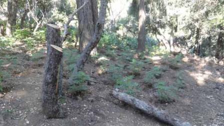 More than 68,000 pot plants were uprooted from a Ventura County forest, the largest pot plantation found in the area.