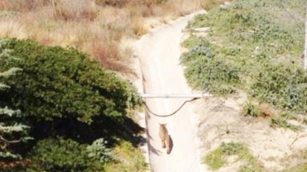 ABC7 viewer Eli De Aro sent in a picture of what appears to be a bobcat walking in a wash in Simi Valley, Oct. 24, 2012.