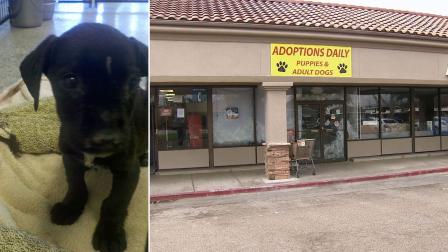 Animal rescue officials seized sick pets from a storefront known as Healing Hearts Animal Rescue in the 600 block of East Los Angeles Avenue in Simi Valley.