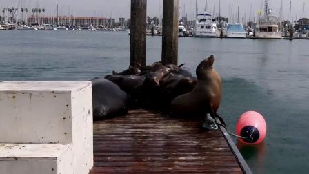 Sea lions are seen at the Ventura Harbor in this undated photo.