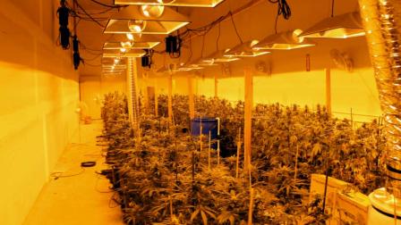 Two people were arrested after police discovered a $3.5 million marijuana-growing operation in Oxnard Thursday, June 13, 2013. Detectives found over 1,000 pot plants and 20 pounds of dried marijuana.
