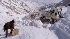 An Afghan trader clears snow off a narrow pass outside the Salang Tunnel Friday Feb. 8, 2002 following an avalanche two days ago.