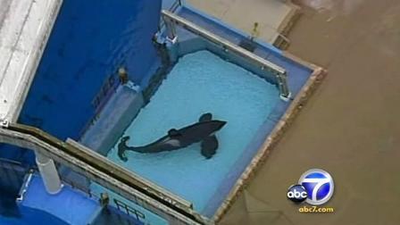 A killer whale, Tillikum, is seen minutes after attacking and killing a trainer in front of a horrified audience at a SeaWorld Orlando show Wednesday, Feb. 24, 2010.
