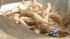 Louisiana shrimper Peter Gerica said his shrimp...